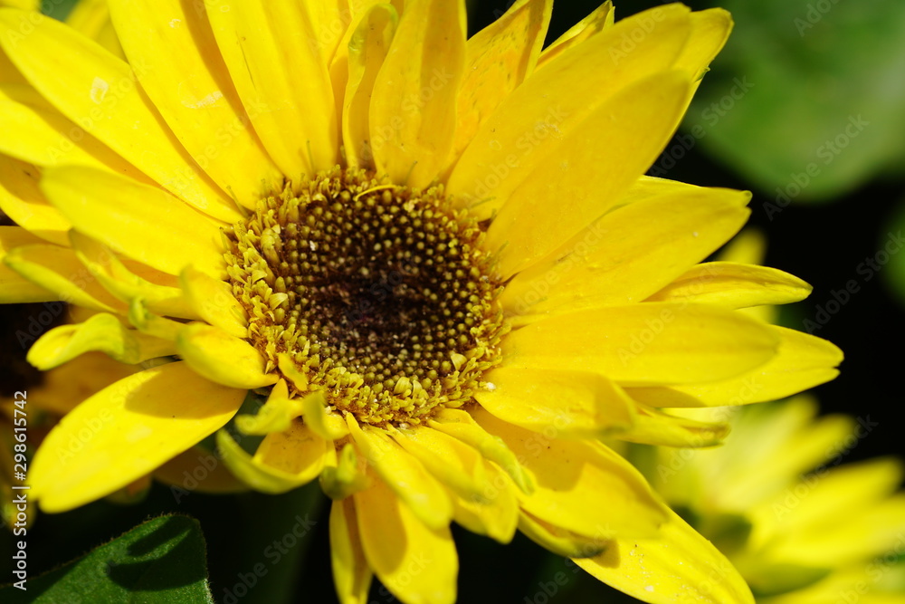 Close up of beautiful flower with nature background. The image contain certain grain or noise and soft focus. Close up of beautiful flower with nature background. The image contain certain grain or noise and soft focus.