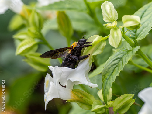 Xylocopa appendiculata carpenter bee on flowers 4 photo