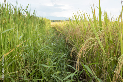 Beautiful and natural yellow-green rice fields