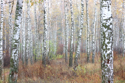 Fototapeta Naklejka Na Ścianę i Meble -  beautiful scene with birches in yellow autumn birch forest in october among other birches in birch grove