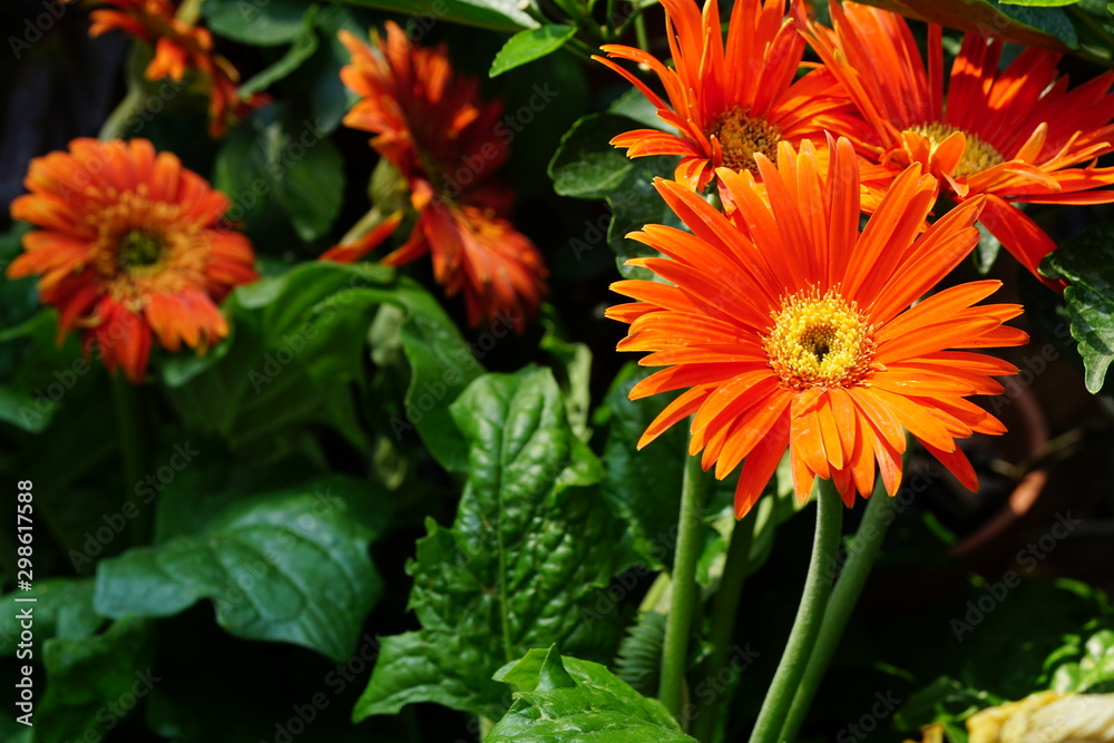 Close up of beautiful flower with nature background. The image contain certain grain or noise and soft focus.