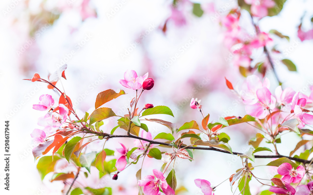 Romantic spring flowering Japanese-style garden. brightly blossoming fruit tree with pink petals. shallow depth of field