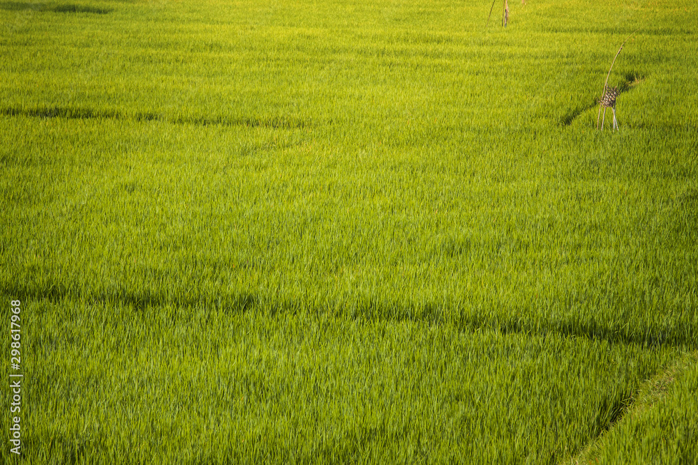 Terraced Rice Field