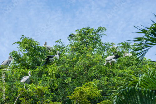 View of the pelicans sitting in top of tree against the blue sky
