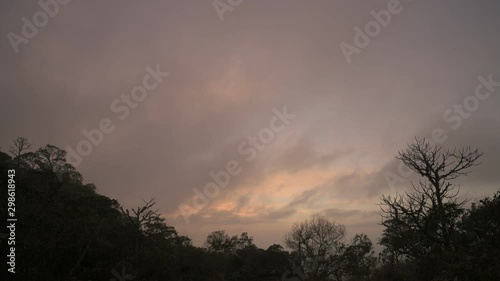 Trees Silhouettes at Sunrise in Brazil photo