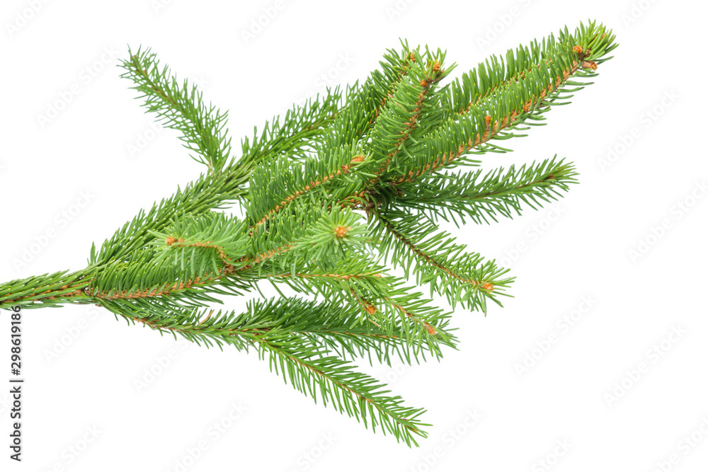 Small green spruce branch isolated on white background Small green spruce branch isolated on white background
