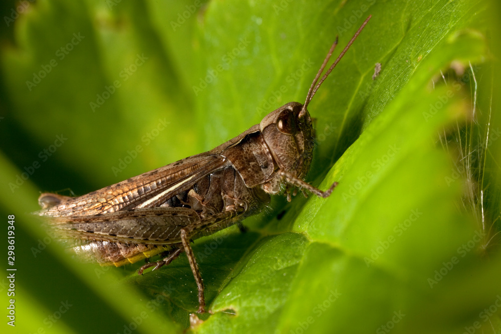 Macro shooting of insects. Out of town. Summer Macro shooting of insects. Out of town. Summer