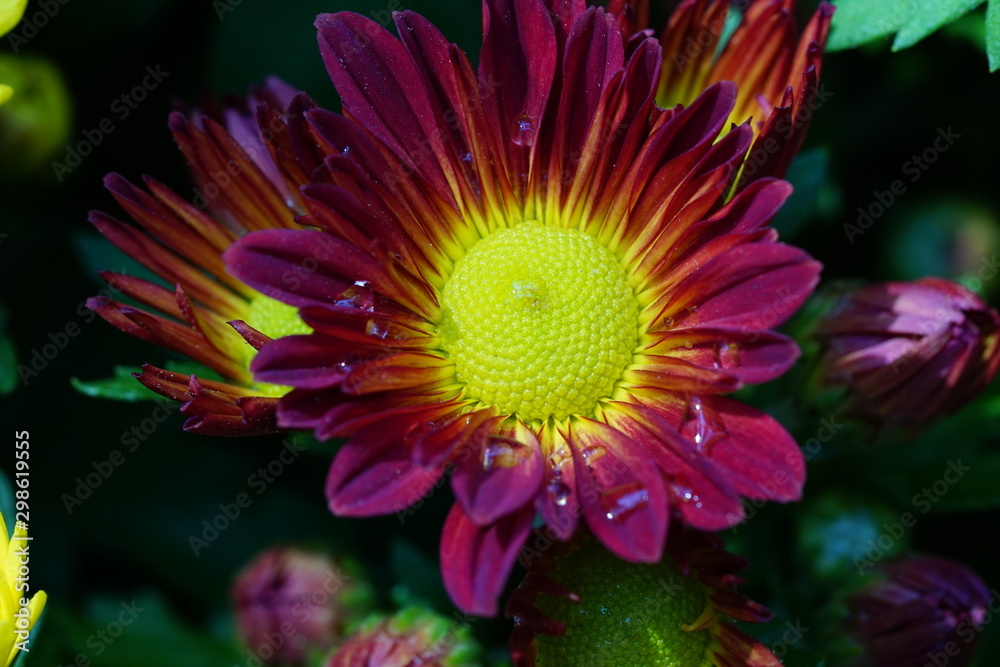 Close up of beautiful flower with nature background. The image contain certain grain or noise and soft focus. Close up of beautiful flower with nature background. The image contain certain grain or noise and soft focus.