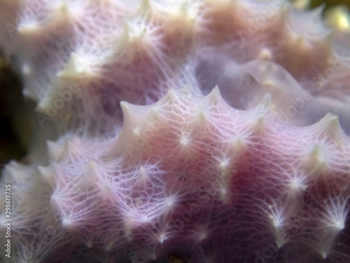 Close up of the Mediterranean Sponge, Pink fireplace sponge - Dysidea avara photo