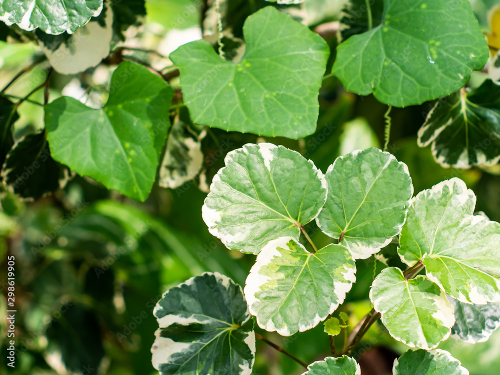 The background of green natural leaf in the local native garden The background of green natural leaf in the local native garden
