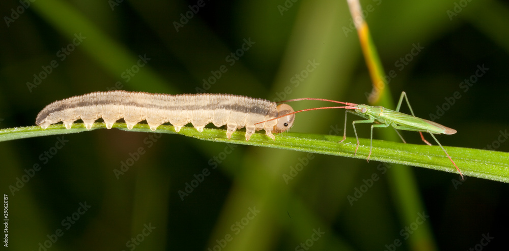 Macro shooting of insects. Out of town. Summer Macro shooting of insects. Out of town. Summer