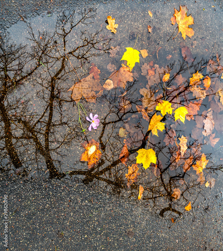 Motifs of late autumn with reflections in puddle