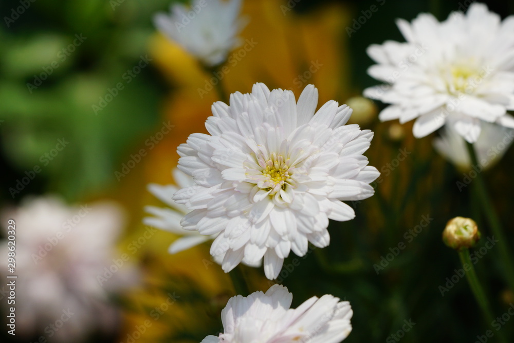 Close up of beautiful flower with nature background. The image contain certain grain or noise and soft focus. Close up of beautiful flower with nature background. The image contain certain grain or noise and soft focus.
