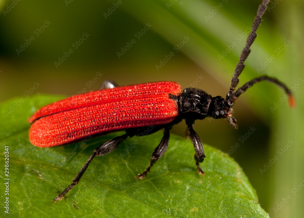 Macro shooting of insects. Out of town. Summer Macro shooting of insects. Out of town. Summer