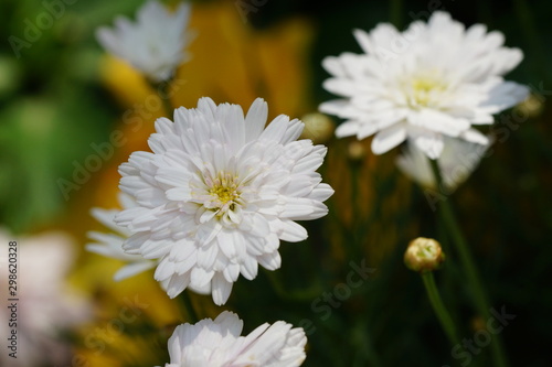 Close up of beautiful flower with nature background. The image contain certain grain or noise and soft focus.