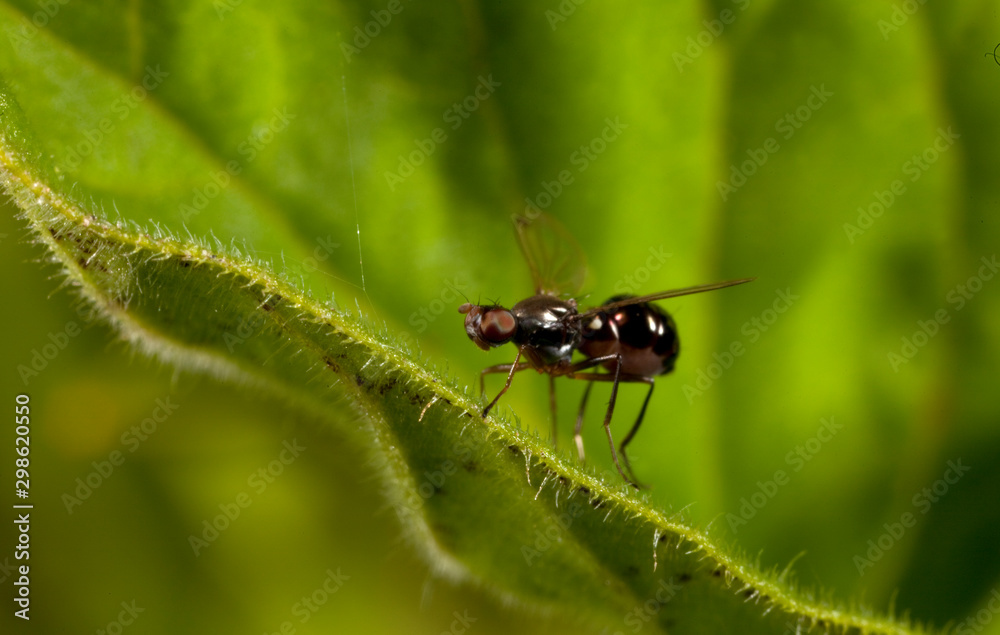 Macro shooting of insects. Out of town. Summer Macro shooting of insects. Out of town. Summer