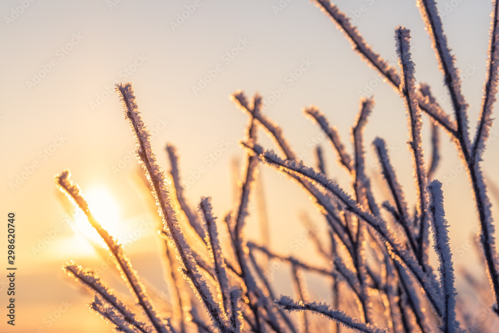 Fototapeta premium Beautiful hoarfrost on a plant in the morning light