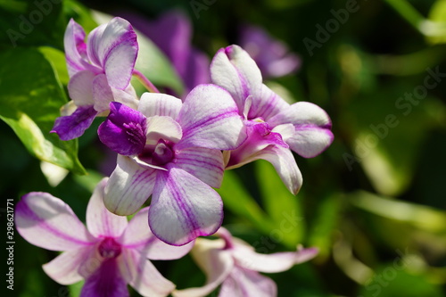 Close up of beautiful flower with nature background. The image contain certain grain or noise and soft focus.