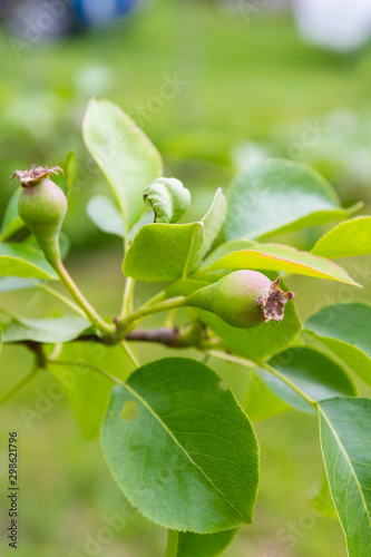 Pear fruits begin to ripen in early summer in the garden