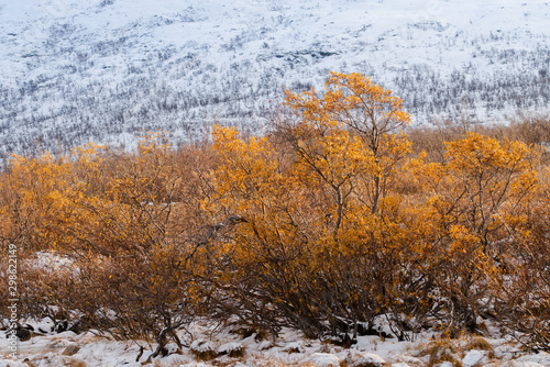 Northern Landscape in Sweden