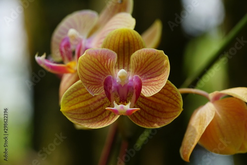 Close up of beautiful flower with nature background. The image contain certain grain or noise and soft focus.