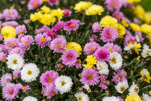 Autumn. Chrysanthemums Multi-colored bush of lilac, yellow and white chrysanthemums