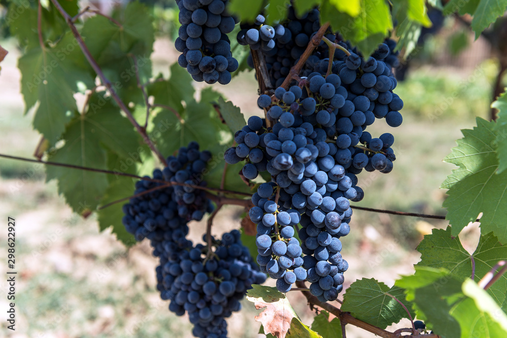 Bunches of Sangiovese grapes in the Chianti region of Tuscany