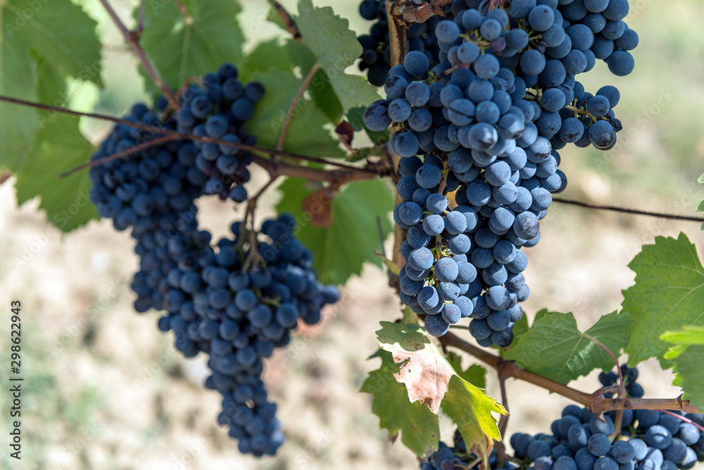 Bunches of Sangiovese grapes in the Chianti region of Tuscany