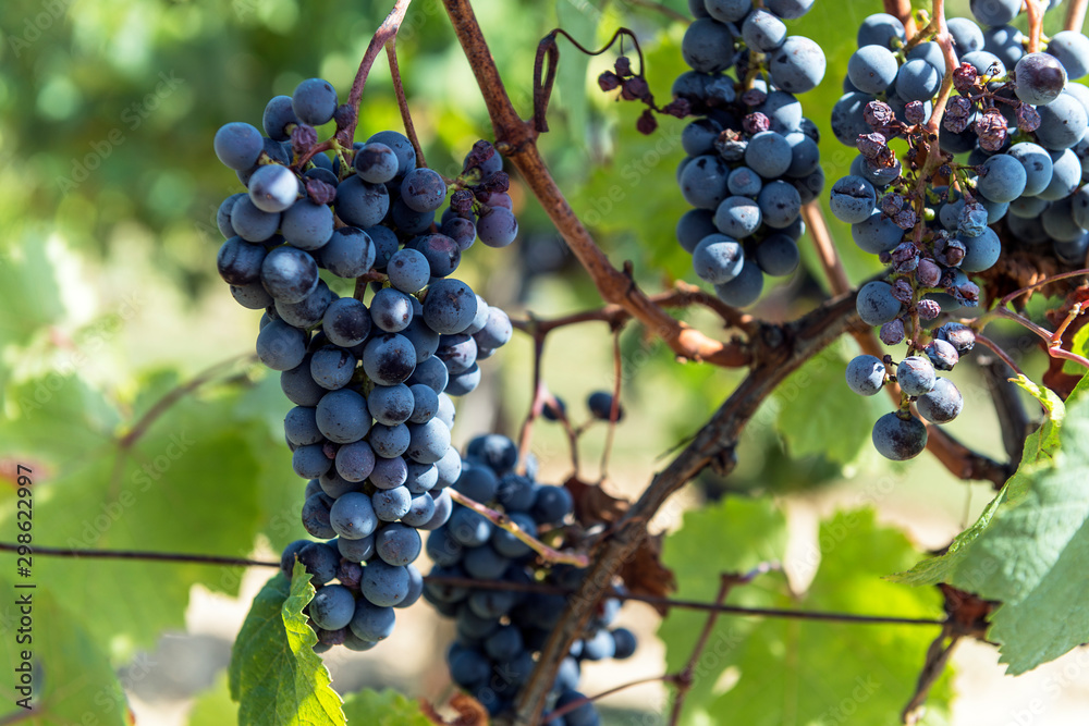Bunches of Sangiovese grapes in the Chianti region of Tuscany