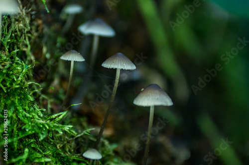 Pilze in einer Reihe
