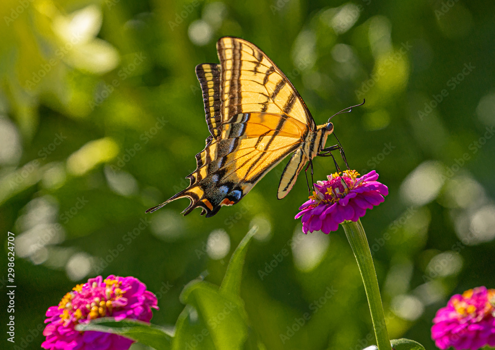 Obraz premium Western Tiger Swallowtail Butterfly on Red Zinnia Wildflowers, Montrose Botanic Gardens, Colorado