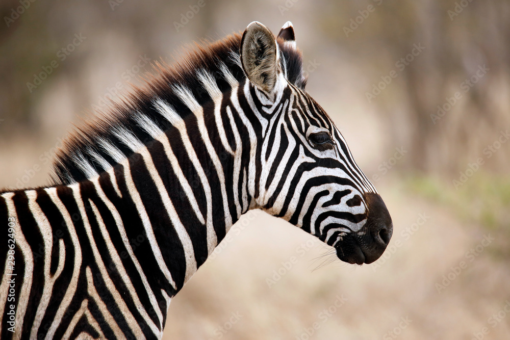 Burchell's Zebra (Equus burchelli) Portrait in Profile. Satara, Kruger Park, South Africa Burchell's Zebra (Equus burchelli) Portrait in Profile. Satara, Kruger Park, South Africa