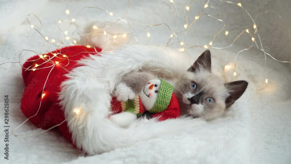 Kitten near light and christmas hat