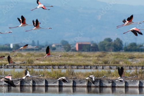 Fotografie Finicotteri rosa nelle saline di Cervia