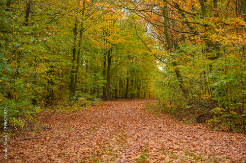 Autumn is in full bloom and shows its magnificent bright colors