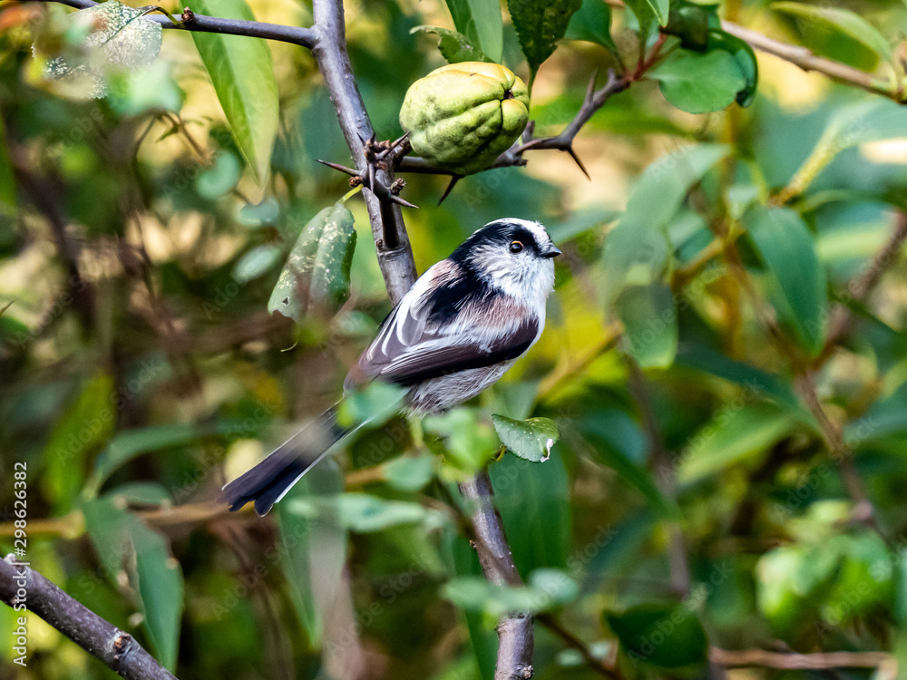 Obraz premium long-tailed bushtit perched in forest foliage 54
