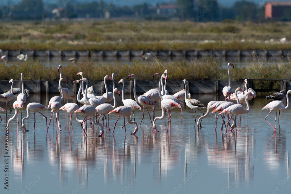 Obraz premium Finicotteri rosa nelle saline di Cervia
