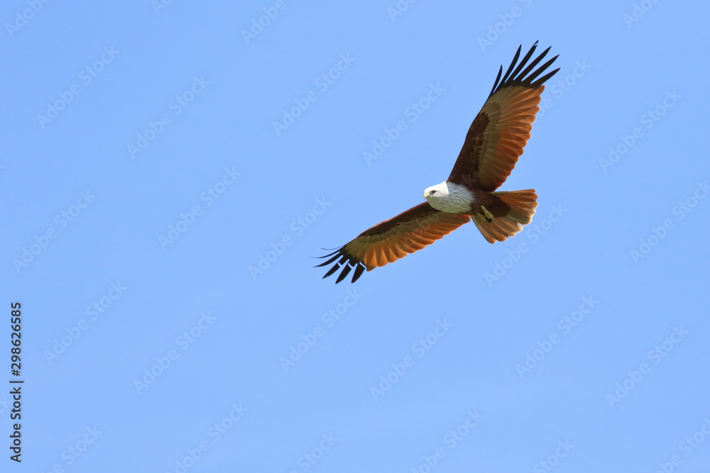 Couple of bird Brahminy kite (Haliastur indus) flying in the sky. Couple of bird Brahminy kite (Haliastur indus) flying in the sky.