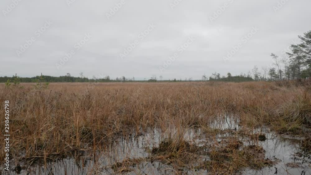 reserved swamp of northwestern Russia in autumn reserved swamp of northwestern Russia in autumn