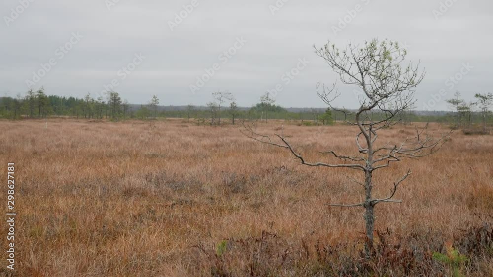 reserved swamp of northwestern Russia in autumn reserved swamp of northwestern Russia in autumn