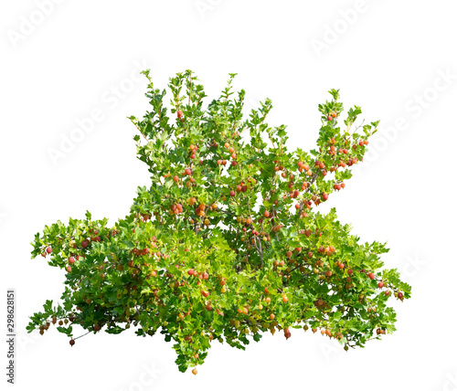 Photo Gooseberry (Ribes uva-crispa) shrub with red berries, isolated on a white backgr