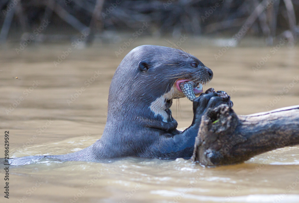 Naklejka premium Wild Giant River Otter feeding on a freshly caught fish