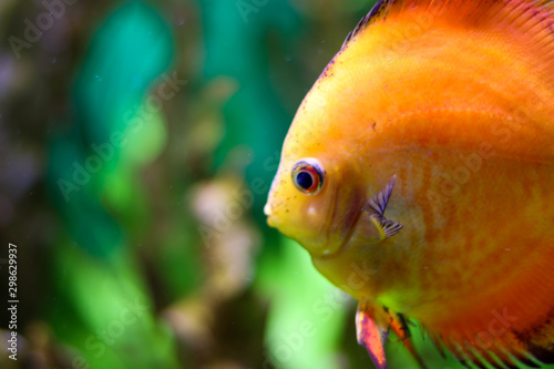 Orange fish in the ocean on a blurred background of aquatic life. Bokeh effect, portrait of fish. Side view with free space for text