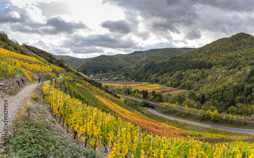 The golden autumn on the red wine trail in the Ahr valley