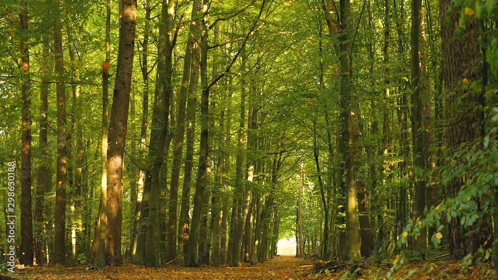 Autumn, beautiful forest path with flying leaves