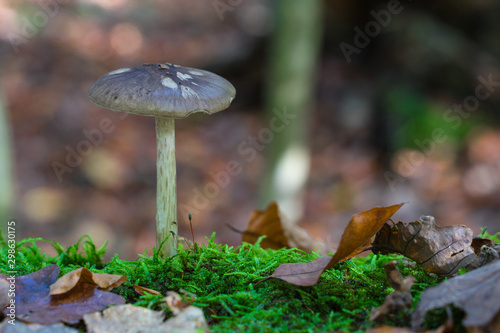 A Mushroom in the autumnal forest stands on a tree stump.