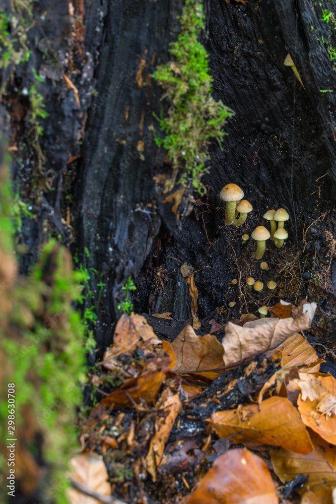 Small mushrooms grow in a hole of a tree stump in the autumnal forest.