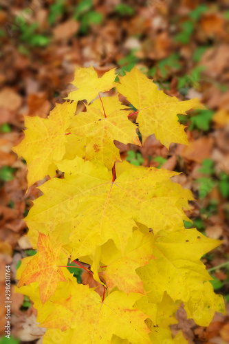 Small maple with yellow leaves on the background of fallen foliage in autumn.