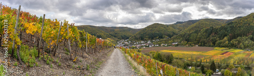 The golden autumn on the red wine trail in the Ahr valley