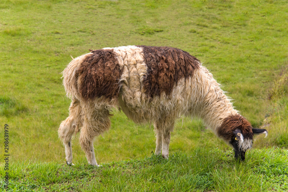 Fototapeta premium Alpaca is walking in Machu Picchu in Peru
